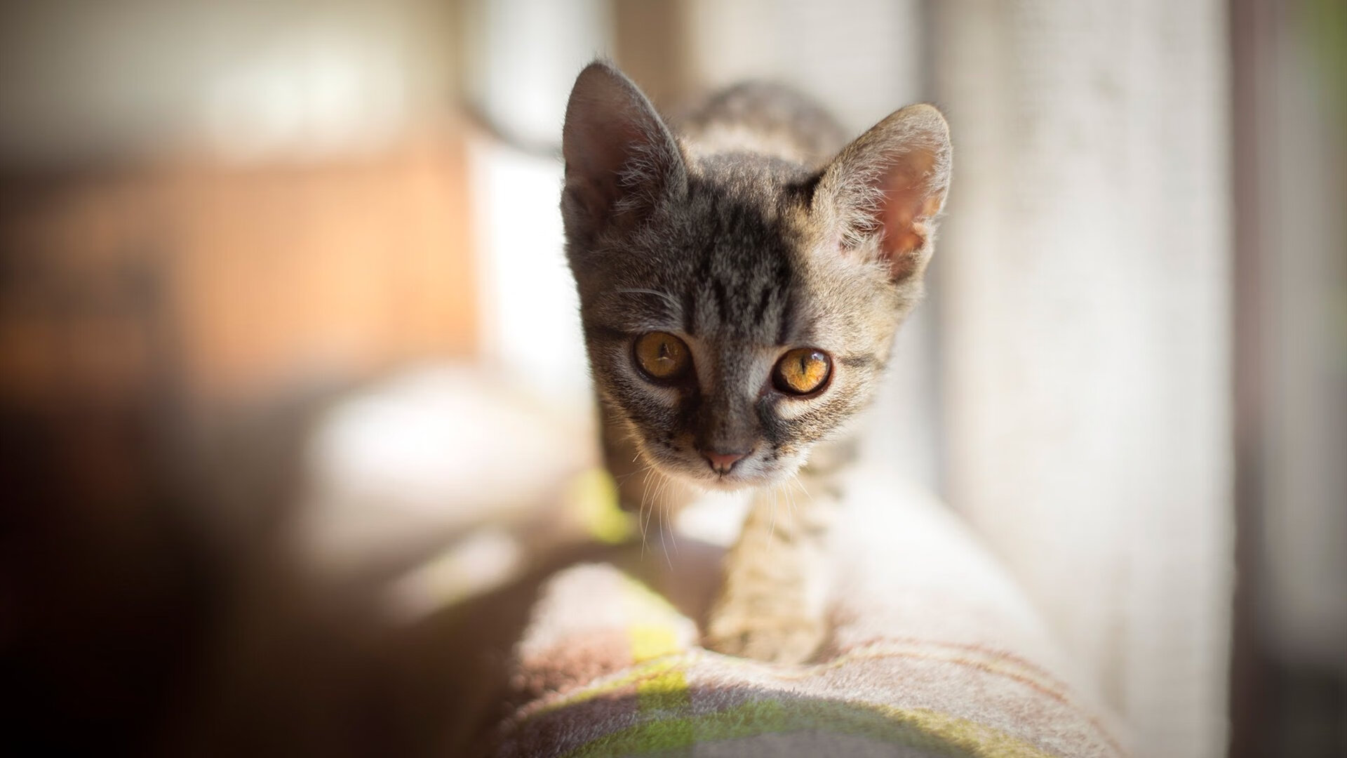 拉齐奥3-2国际米兰，奥斯梅恩和库卢塞夫斯基划破对手防线，拉齐奥vsac米兰比赛结果