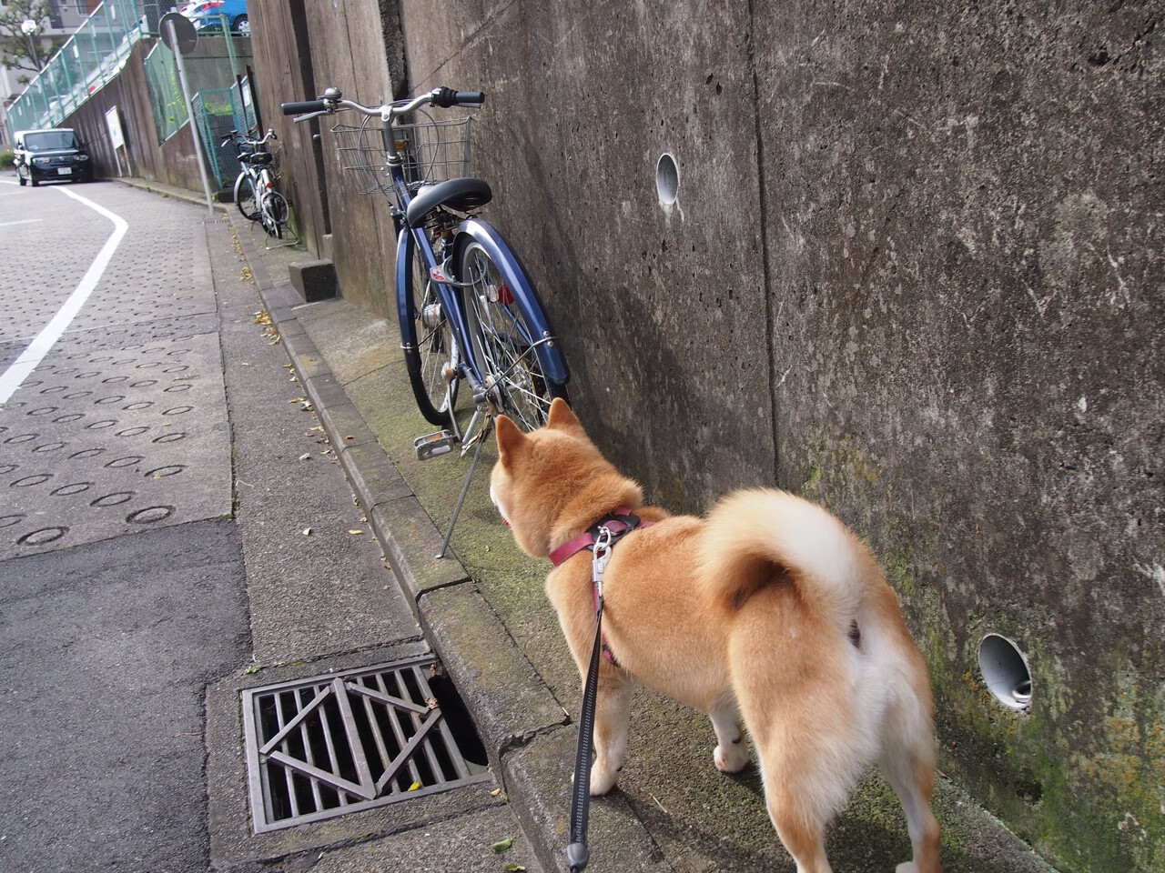 开云电竞入口-NBA的未来：数字化转型带来的“新战场”，nba规划