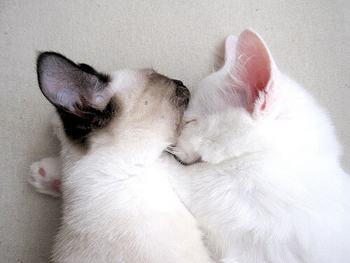 “青春同行”青少年青训合作项目在北京正式启动,推动区域合作战略